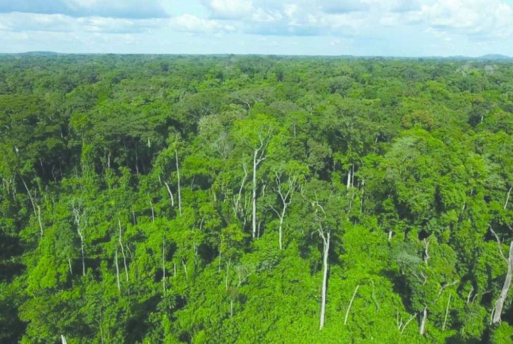 Reserve-naturelle-de-Bossematie